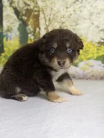 Teddy bear , a male Australian Shepherd for sale in Upton, KY – Photo 3 of 4