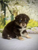 Teddy bear , a male Australian Shepherd for sale in Upton, KY – Photo 1 of 4
