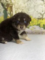 Teddy bear , a male Australian Shepherd for sale in Upton, KY – Photo 4 of 4