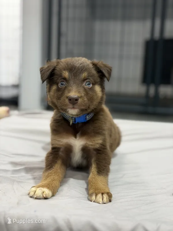 Russ, a male Australian Shepherd for sale in Upton, KY – 1 of 9