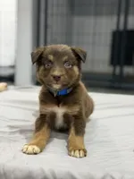 Russ, a male Australian Shepherd for sale in Upton, KY – 1 of 9
