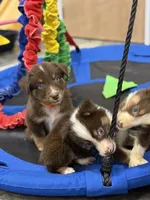 Flash, a male Australian Shepherd for sale in Upton, KY – 7 of 7