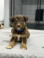 Russ, a male Australian Shepherd for sale in Upton, KY – 2 of 9