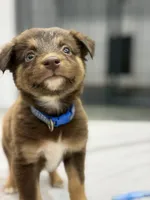 Russ, a male Australian Shepherd for sale in Upton, KY – 3 of 9
