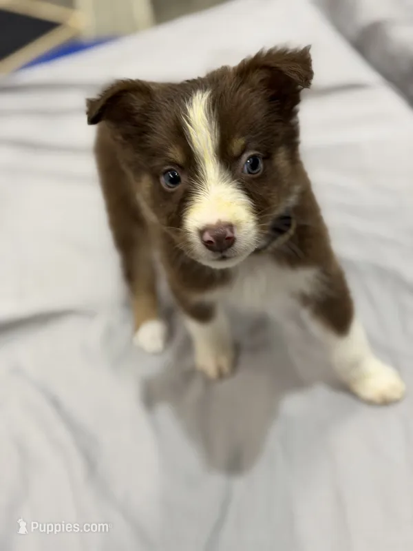 Flash – Australian Shepherd puppy for sale in Upton, KY