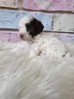 Chocko, a male Poodle - Toy  for sale in Manchester, TN – Photo 4 of 5