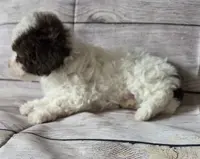 Chocko, a male Poodle - Toy  for sale in Manchester, TN – Photo 2 of 5