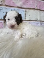 Chocko, a male Poodle - Toy  for sale in Manchester, TN – Photo 3 of 5