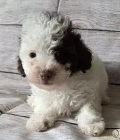 Chocko, a male Poodle - Toy  for sale in Manchester, TN – Photo 1 of 5