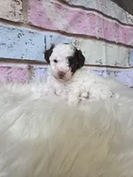 Chocko, a male Poodle - Toy  for sale in Manchester, TN – Photo 5 of 5