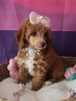 Sunshine , a female Poodle - Miniature  for sale in Manchester, TN – 1 of 10