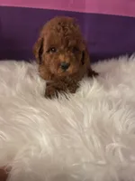 Clifford-AKC clear, a male Poodle - Toy  for sale in Manchester, TN – 2 of 5