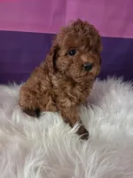 Clifford-AKC clear, a male Poodle - Toy  for sale in Manchester, TN – 1 of 5