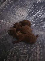 AKC Rose-Red, a female Poodle - Toy  for sale in Manchester, TN – Photo 9 of 9