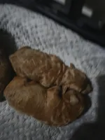 AKC Rose-Red, a female Poodle - Toy  for sale in Manchester, TN – Photo 8 of 9