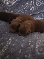 AKC Rose-Red, a female Poodle - Toy  for sale in Manchester, TN – Photo 5 of 9