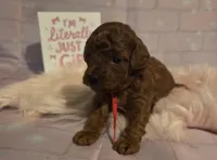 AKC Rose-Red, a female Poodle - Toy  for sale in Manchester, TN – Photo 3 of 9