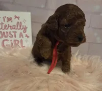 AKC Rose-Red, a female Poodle - Toy  for sale in Manchester, TN – Photo 1 of 9