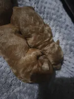 AKC Rose-Red, a female Poodle - Toy  for sale in Manchester, TN – Photo 6 of 9