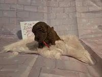 AKC Rose-Red, a female Poodle - Toy  for sale in Manchester, TN – Photo 2 of 9