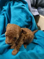 AKC Toy Poodle  *Tiny Male, a male Poodle - Toy  for sale in Manchester, TN – Photo 1 of 3