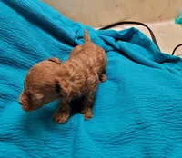 AKC Toy Poodle  *Tiny Male, a male Poodle - Toy  for sale in Manchester, TN – Photo 3 of 3