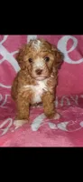 Sunshine , a female Poodle - Miniature  for sale in Manchester, TN – 6 of 10
