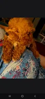  Cora Girl, a female Poodle - Toy  for sale in Manchester, TN – 2 of 3