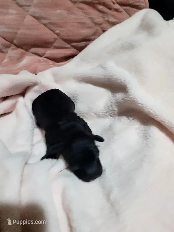 Diva puppy #1 – Poodle - Toy  puppy for sale in Manchester, TN