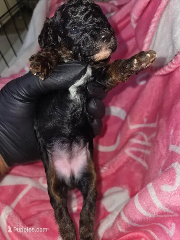 Cutie – Poodle - Miniature  puppy for sale in Manchester, TN