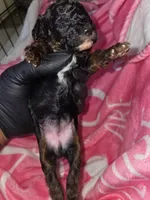 Cutie, a female Poodle - Miniature  for sale in Manchester, TN – Photo 1 of 3