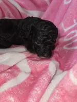 Cutie, a female Poodle - Miniature  for sale in Manchester, TN – Photo 3 of 3