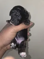 Cutie, a female Poodle - Miniature  for sale in Manchester, TN – Photo 2 of 3