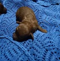 Queenie boy #1, a male Poodle - Toy  for sale in Manchester, TN – Photo 1 of 2
