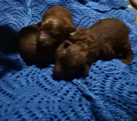 Queenie boy #1, a male Poodle - Toy  for sale in Manchester, TN – Photo 2 of 2