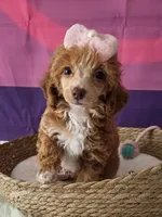 Sunshine , a female Poodle - Miniature  for sale in Manchester, TN – 2 of 10