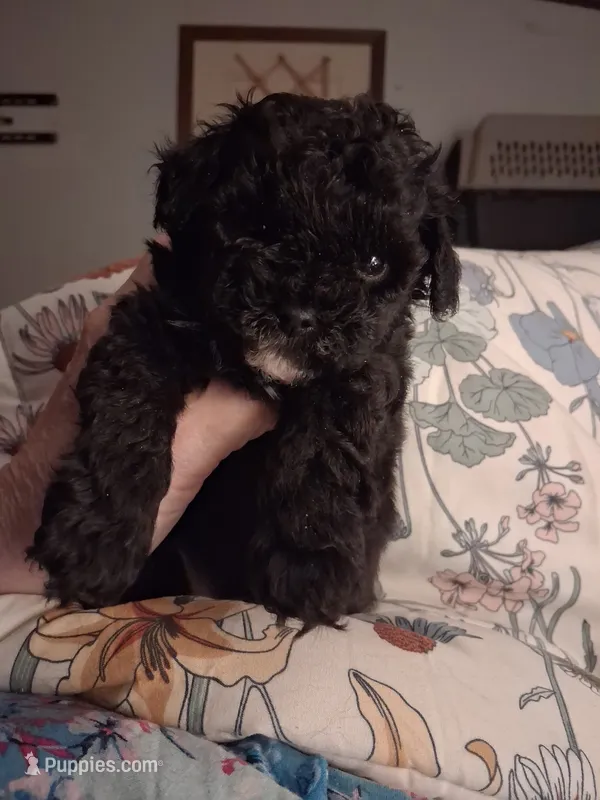 Little Boy – Poodle - Toy  puppy for sale in Manchester, TN