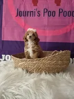 Sunshine , a female Poodle - Miniature  for sale in Manchester, TN – 4 of 10