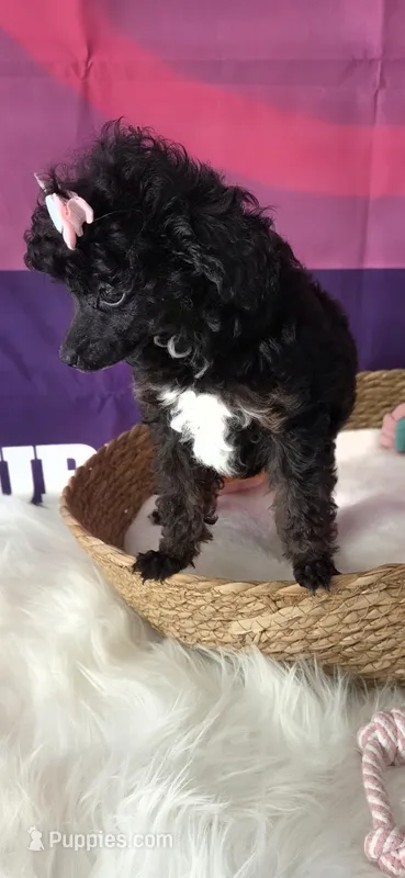 Cutie – Poodle - Toy  puppy for sale in Manchester, TN
