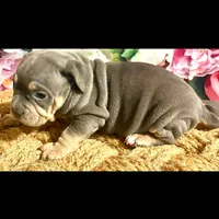 Shera, a female American Bully for sale in Manchester, TN – Photo 1 of 9