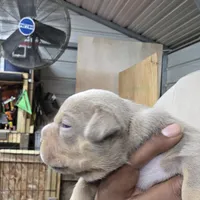 Shera, a female American Bully for sale in Manchester, TN – Photo 3 of 9