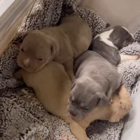 Shera, a female American Bully for sale in Manchester, TN – Photo 6 of 9