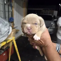 Shera, a female American Bully for sale in Manchester, TN – Photo 4 of 9