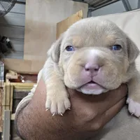 Shera, a female American Bully for sale in Manchester, TN – Photo 2 of 9