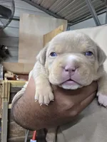 processed/cf7c6ff6-fa35-4b77-b6f0-ee1565ff2724/listing/59026729-50d1-452a-9c7c-9cdb9bbb17ba/66b0463a-9fc8-4168-93ab-8c24f71922bd