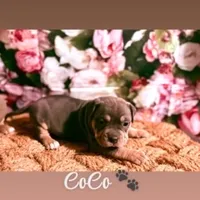 Shera, a female American Bully for sale in Manchester, TN – Photo 9 of 9