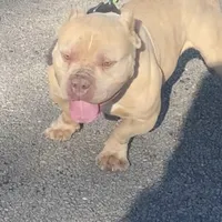 Shera, a female American Bully for sale in Manchester, TN – Photo 8 of 9