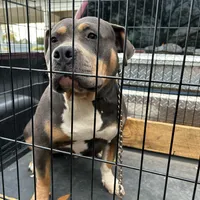 Shera, a female American Bully for sale in Manchester, TN – Photo 5 of 9