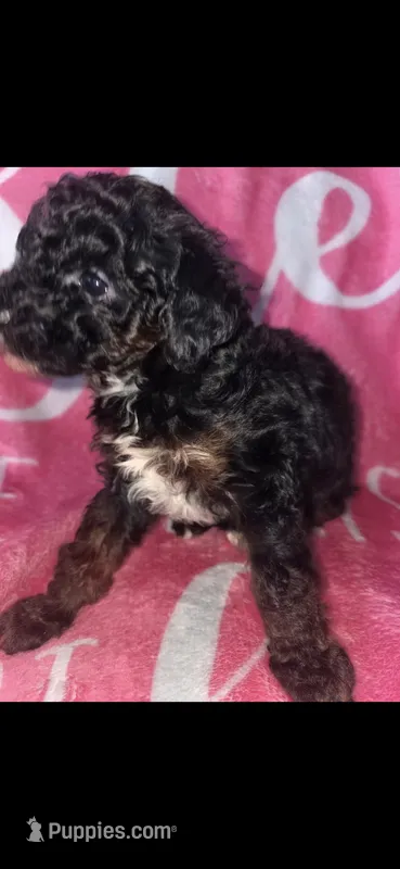 Cutie, a female Poodle - Toy  for sale in Manchester, TN – 1 of 6