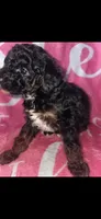 Cutie, a female Poodle - Toy  for sale in Manchester, TN – 1 of 6